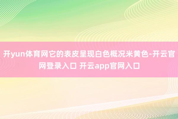 开yun体育网它的表皮呈现白色概况米黄色-开云官网登录入口 开云app官网入口
